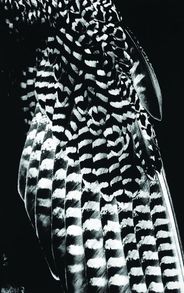 Balthasar Burkhard, Aile de faucon, 1988 Photographie, 171 x 114 cm &copy; Balthasar Burkhard Archive